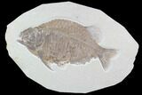 Fossil Fish (Phareodus) - Wyoming #89636-1